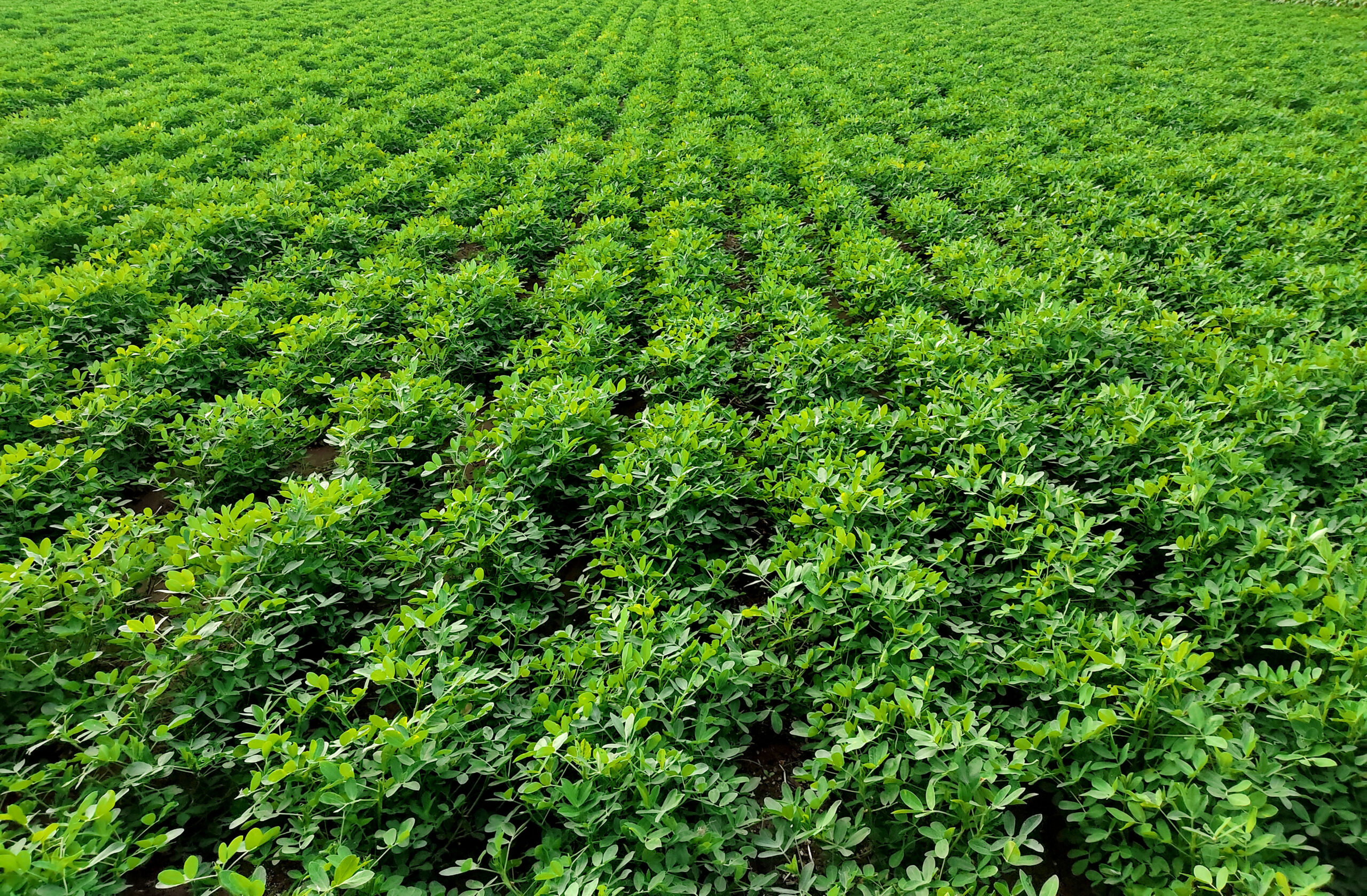 Peanuts farm, Peanut Field, Peanut Tree, Peanuts plantation fiel ...