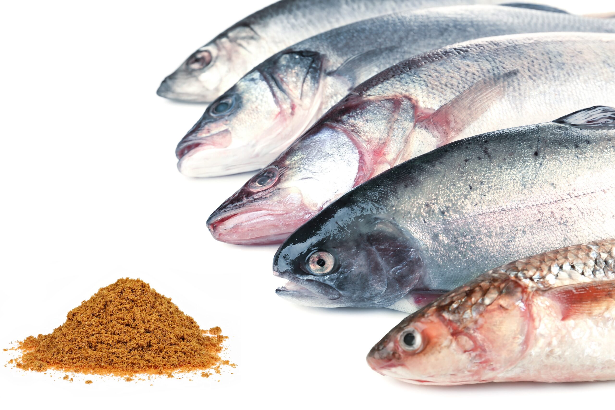 Freeze dried fish powder